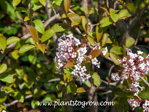 'Deben' Bodant Viburnum (Viburnum bodatenise 
The leaves have emerged and have a bronze tinge.  The flowers opened before the leaves emerged which is claaed hyperanthous.